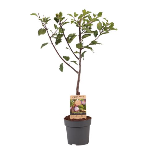 Arbre fruitier 95 cm - image 8